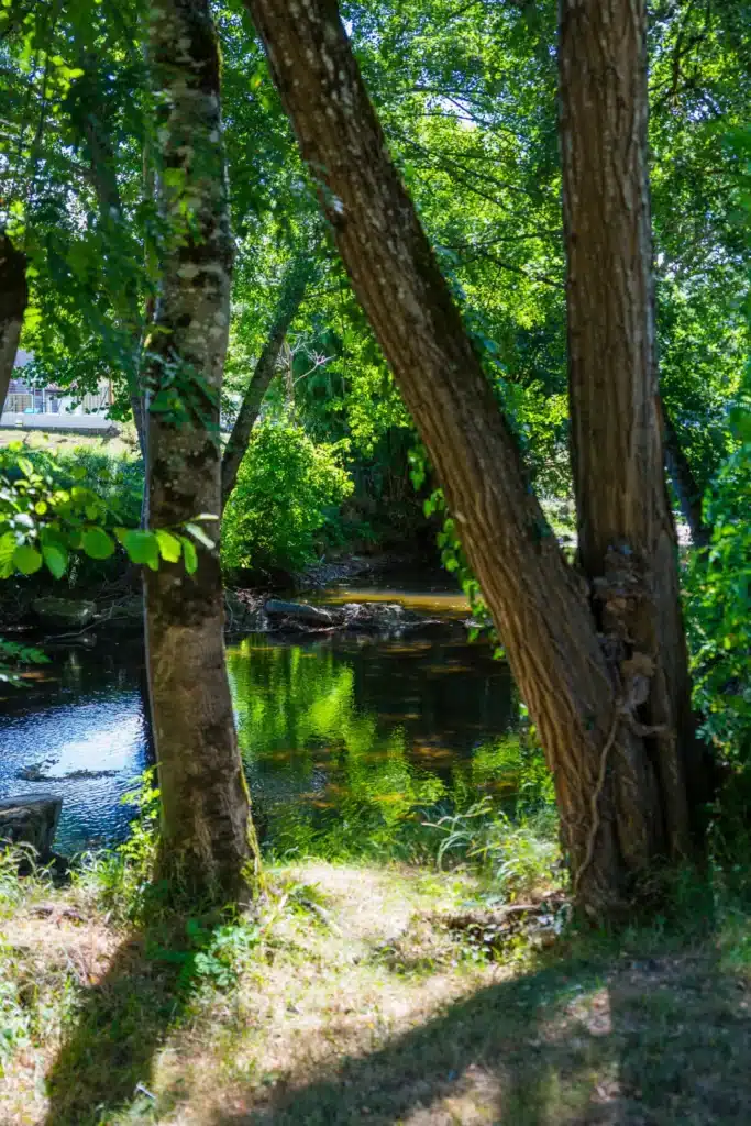 Rivière bordée d'arbres verts en été