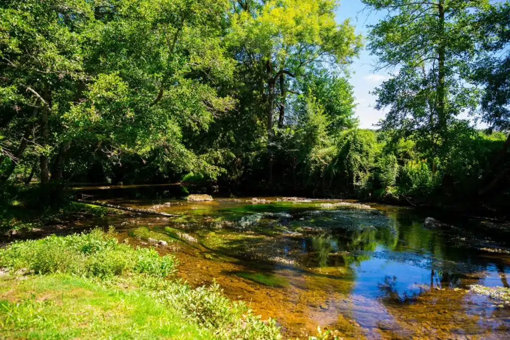 Rivière paisible entourée d'arbres et végétation luxuriante.